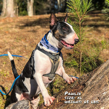 Load image into Gallery viewer, Bone Camo Blue Pup Scruff
