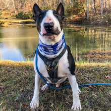 Load image into Gallery viewer, Bone Camo Blue Pup Scruff
