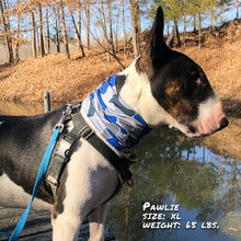 Load image into Gallery viewer, Bone Camo Blue Pup Scruff
