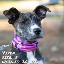 Load image into Gallery viewer, Bone Camo Pink Pup Scruff
